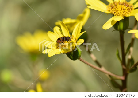 Flowers of Kigoshishana and Tsubaki 26048479