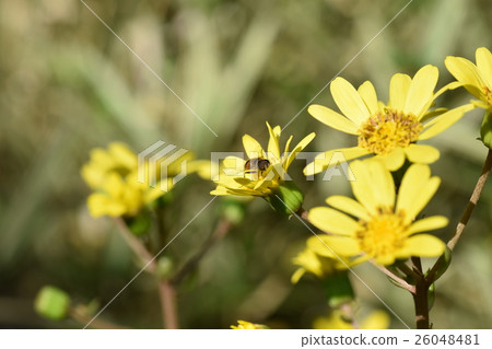 Flowers of Kigoshishana and Tsubaki 26048481