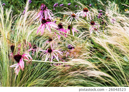 echinacea flowers 26048523