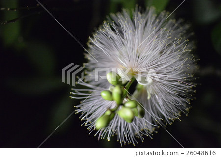 穗花棋盤腳 穗花棋盤腳 26048616