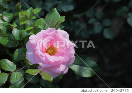 Sommer Morgen · Rose flowers and rain drops 26048725