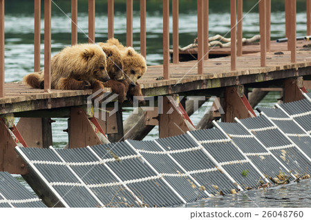 Three little brown bear cub on fence to account Three little brown bear cub on fence to account 26048760