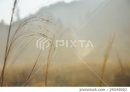 在Susuki的早晨陰霾 在Susuki的早晨陰霾 26049082