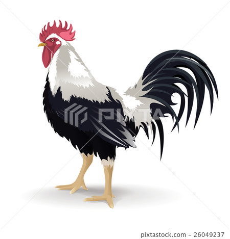 2017 Zodiac "Rooster" 26049237