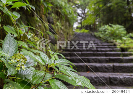 green leaf and stone stairs leading up to forest 26049434