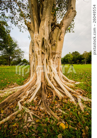 Banyan tree in the garden of one 26049554