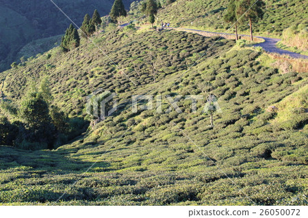 Tea plantation in Darjeeling, India 26050072