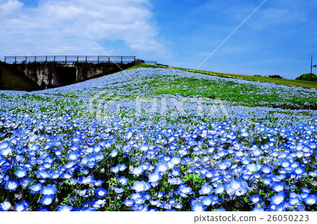 Nemophila Hill 26050223