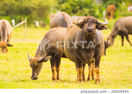 Thailand buffalo on the prairie 2 Thailand buffalo on the prairie 2 26050445