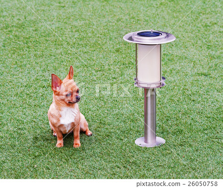 Red chihuahua dog siting on green grass. Red chihuahua dog siting on green grass. 26050758
