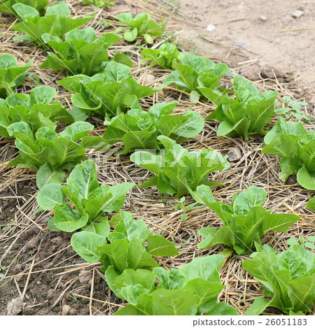 green lettuce vegetable of hydroponic cultivation green lettuce vegetable of hydroponic cultivation 26051183