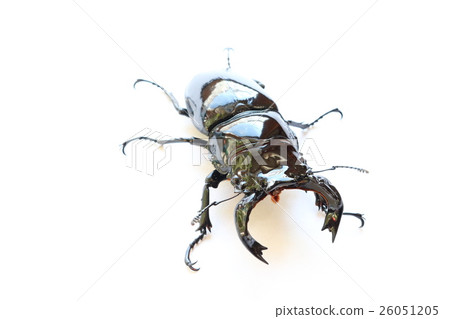 Thalandus Otoya雄鹿甲蟲 26051205