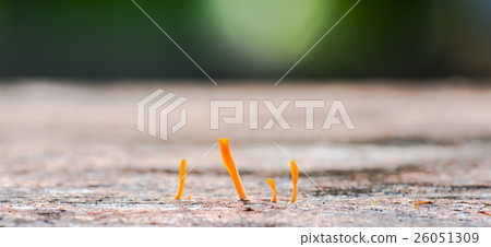 Small orange mushroom Small orange mushroom 26051309