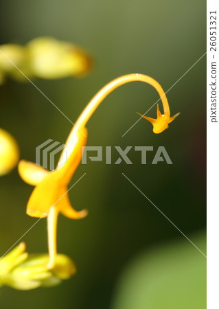 Shama's dancing princess Shama's dancing princess 26051321