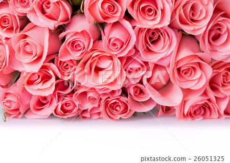 pink rose flower bouquet on white background pink rose flower bouquet on white background 26051325