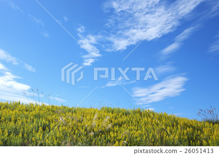 黃花 黃花 26051413