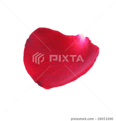 petal red rose flower isolated on white background 26051890