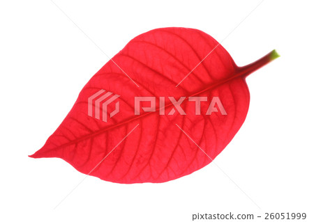red leaf of poinsettia christmas tree 26051999