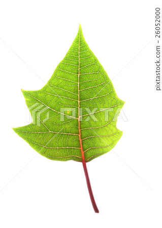 green leaf of poinsettia christmas tree isolated green leaf of poinsettia christmas tree isolated 26052000