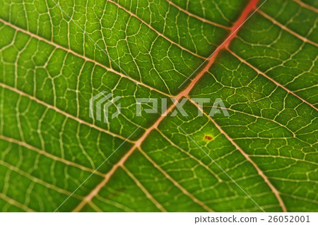 green leaf texture background of poinsettia 26052001