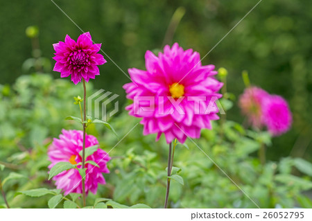 Dahlia 26052795