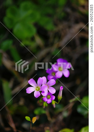 Murasaki Kabaki 26052885