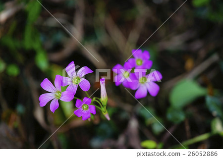 Murasaki Kabaki 26052886