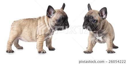 French bulldogs puppies over white French bulldogs puppies over white 26054222