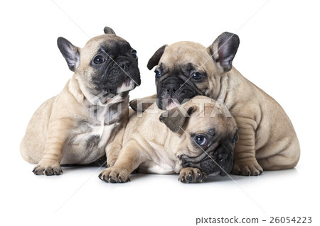 One month old French bulldogs puppy One month old French bulldogs puppy 26054223