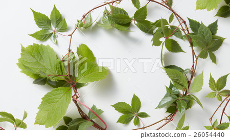frame Green ivy plant Hedera helix 26054440