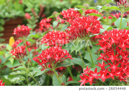 五硫化二磷 26054446