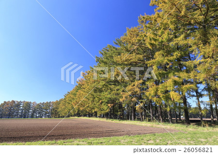 大農場的落葉松屬森林 26056821