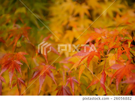 楓葉 26056882