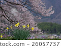 春天來了水仙櫻花開花全彩春天著色 26057737