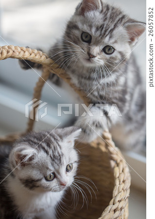 Lovely tabby cat playing in the basket 26057852