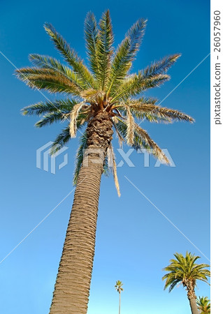 Palm Tree Low Angle Palm Tree Low Angle 26057960