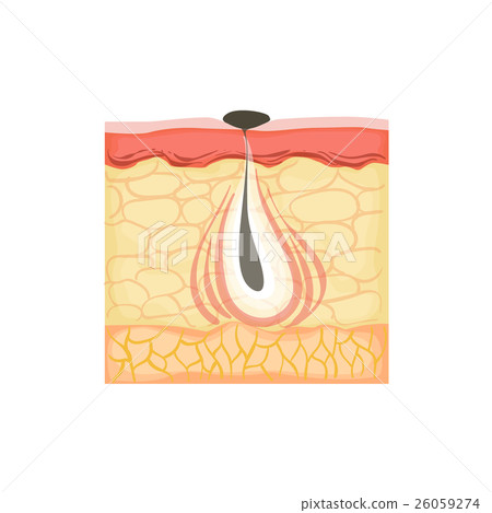 Dermatology Skincare Anatomical Info Illustration Dermatology Skincare Anatomical Info Illustration 26059274