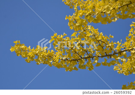 銀杏樹biloba黃色葉子2016-1 銀杏樹biloba黃色葉子2016-1 26059392