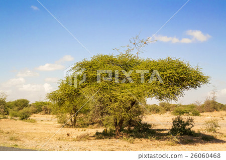 Trees at the border between Tanzania and Kenya 26060468