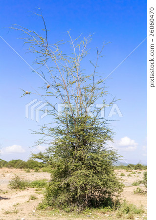Trees near Namanga at border Tanzania and Kenya 26060470