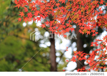 Autumn leaves of Hiraizumi Chusonji Autumn leaves of Hiraizumi Chusonji 26060501