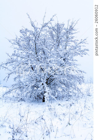 Single tree covered by snow 26060912