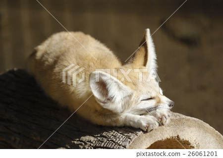 Fennec Fennec 26061201