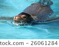 加州海獅 26061284