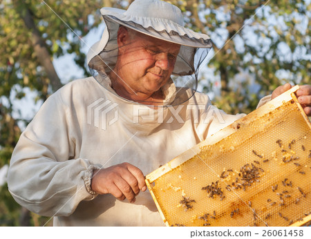 Beekeeper on apiary. pulling frame from the hive 26061458