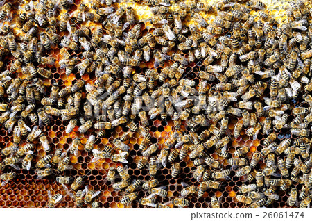 Bees Natural beebread in honeycombs ambrosia Bees Natural beebread in honeycombs ambrosia 26061474