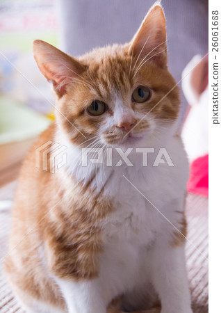 A kitten A kitten 26061688