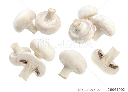 Mushroom champignon isolated on white background 26061902