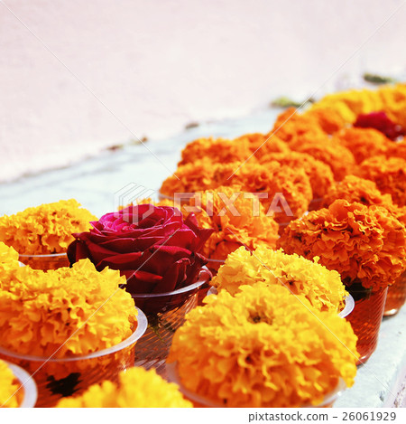 Flowers for offering respect at Mahabodhi Temple. 26061929