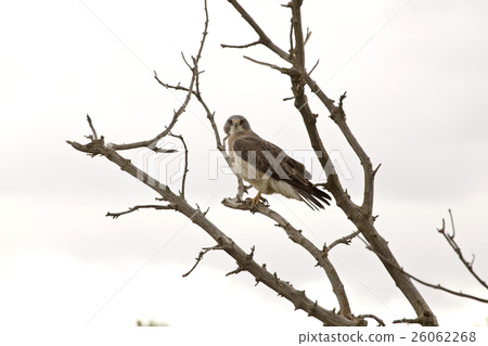 Swainson Hawk in a Tree 26062268